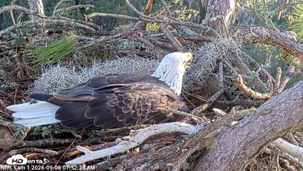 NE Florida Eagles Live Webcam - Sep 6, 2026, 7:53am EDT