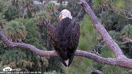 NE Florida Eagles Live Webcam - Aug 25, 2026, 7:45pm EDT