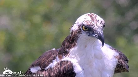 NE Florida Eagles Live Webcam - Jun 8, 2026, 1:54pm EDT
