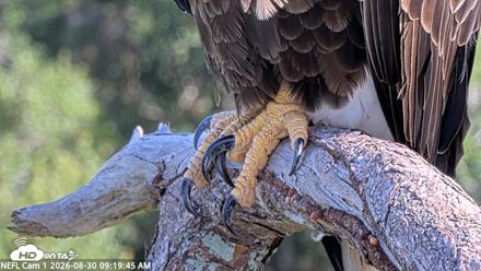 NE Florida Eagles Live Webcam - Aug 30, 2026, 9:20am EDT