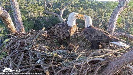 NE Florida Eagles Live Webcam - Sep 10, 2026, 8:06am EDT