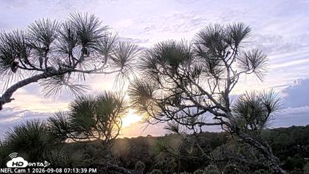 NE Florida Eagles Live Webcam - Sep 8, 2026, 7:14pm EDT