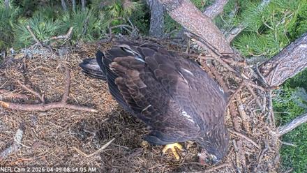 NE Florida Eagles Live Webcam - Apr 9, 2026, 8:54am EDT