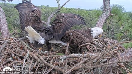 NE Florida Eagles Live Webcam - Oct 9, 2026, 12:57pm EDT