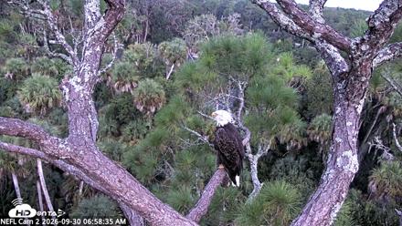 NE Florida Eagles Live Webcam - Sep 30, 2026, 6:59am EDT