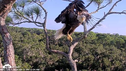 NE Florida Eagles Live Webcam - Sep 17, 2026, 9:12am EDT