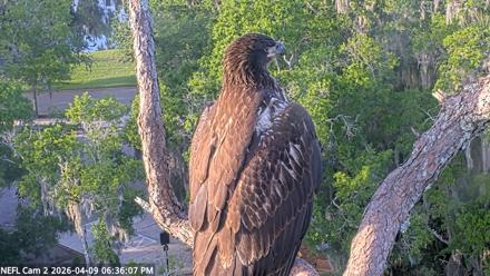 NE Florida Eagles Live Webcam - Apr 9, 2026, 6:36pm EDT