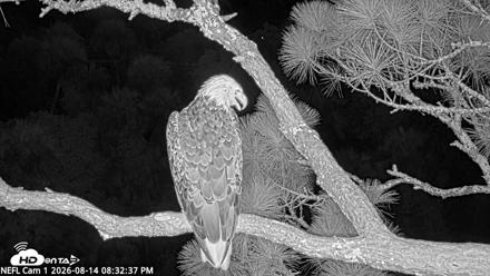NE Florida Eagles Live Webcam - Aug 14, 2026, 8:33pm EDT