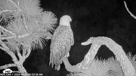 NE Florida Eagles Live Webcam - Sep 2, 2026, 5:54am EDT