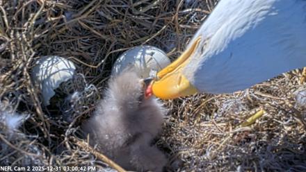 NE Florida Eagles Live Webcam - Dec 31, 2025, 3:01pm EST