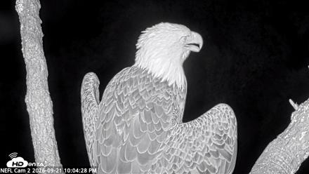 NE Florida Eagles Live Webcam - Sep 21, 2026, 10:05pm EDT