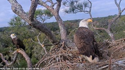 NE Florida Eagles Live Webcam - Jan 2, 2026, 2:46pm EST