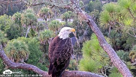 NE Florida Eagles Live Webcam - Aug 17, 2026, 7:41pm EDT