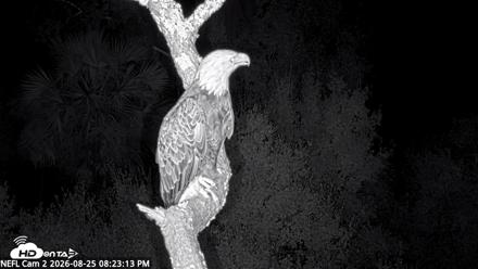 NE Florida Eagles Live Webcam - Aug 25, 2026, 8:24pm EDT