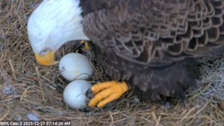 NE Florida Eagles Live Webcam - Dec 27, 2025, 7:15am EST