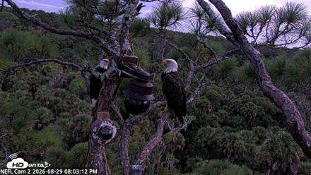 NE Florida Eagles Live Webcam - Aug 29, 2026, 8:04pm EDT