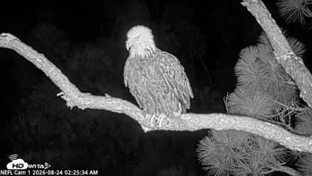 NE Florida Eagles Live Webcam - Aug 24, 2026, 2:26am EDT