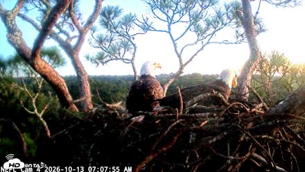 NE Florida Eagles Live Webcam - Oct 13, 2026, 7:08am EDT