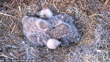 NE Florida Eagles Live Webcam - Jan 19, 2026, 7:05am EST