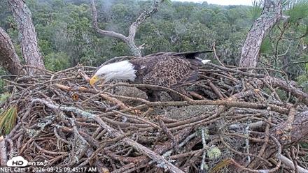 NE Florida Eagles Live Webcam - Sep 25, 2026, 9:46am EDT