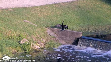 NE Florida Eagles Live Webcam - May 19, 2026, 6:45pm EDT