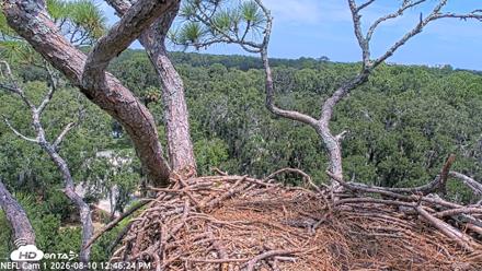 NE Florida Eagles Live Webcam - Aug 10, 2026, 12:47pm EDT