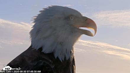 NE Florida Eagles Live Webcam - Aug 30, 2026, 7:51am EDT