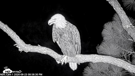NE Florida Eagles Live Webcam - Aug 23, 2026, 8:59pm EDT