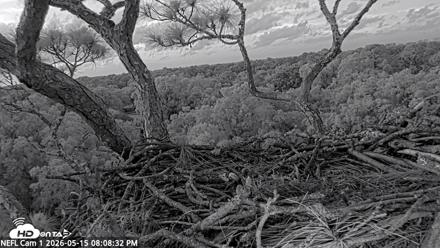 NE Florida Eagles Live Webcam - May 15, 2026, 8:09pm EDT