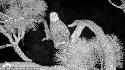 NE Florida Eagles Live Webcam - Sep 7, 2026, 6:24am EDT