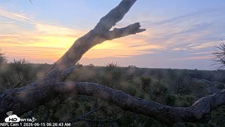 NE Florida Eagles Live Webcam - Jun 15, 2026, 6:27am EDT