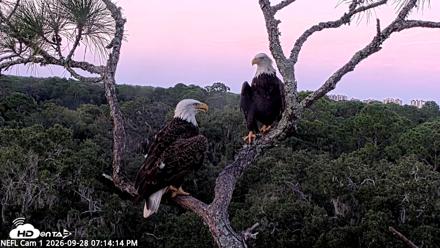 NE Florida Eagles Live Webcam - Sep 28, 2026, 7:15pm EDT