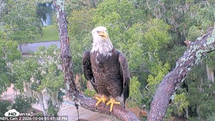 NE Florida Eagles Live Webcam - Oct 4, 2026, 5:48pm EDT