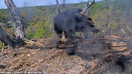 NE Florida Eagles Live Webcam - Mar 17, 2026, 3:48pm EDT