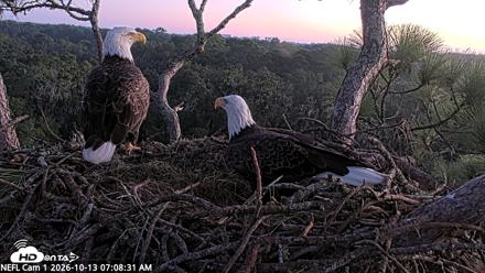 NE Florida Eagles Live Webcam - Oct 13, 2026, 7:09am EDT