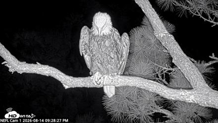 NE Florida Eagles Live Webcam - Aug 14, 2026, 9:29pm EDT