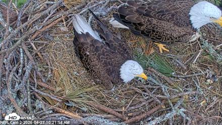 NE Florida Eagles Live Webcam - Apr 27, 2026, 10:22am EDT