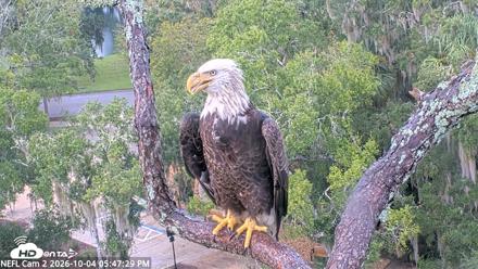 NE Florida Eagles Live Webcam - Oct 4, 2026, 5:48pm EDT