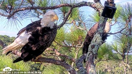NE Florida Eagles Live Webcam - Sep 6, 2026, 9:01am EDT