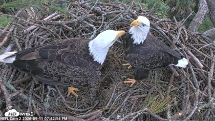 NE Florida Eagles Live Webcam - Sep 11, 2026, 7:44pm EDT