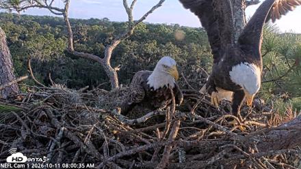 NE Florida Eagles Live Webcam - Oct 11, 2026, 8:01am EDT