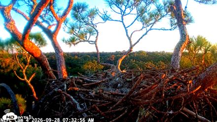 NE Florida Eagles Live Webcam - Sep 28, 2026, 7:34am EDT