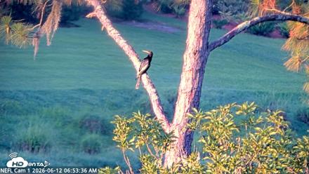 NE Florida Eagles Live Webcam - Jun 12, 2026, 6:54am EDT