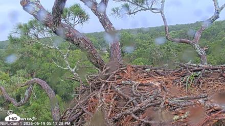 NE Florida Eagles Live Webcam - Jun 19, 2026, 5:12pm EDT
