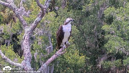 NE Florida Eagles Live Webcam - Jun 8, 2026, 2:34pm EDT