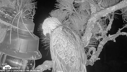 NE Florida Eagles Live Webcam - Aug 22, 2026, 4:59am EDT