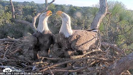 NE Florida Eagles Live Webcam - Sep 27, 2026, 8:02am EDT