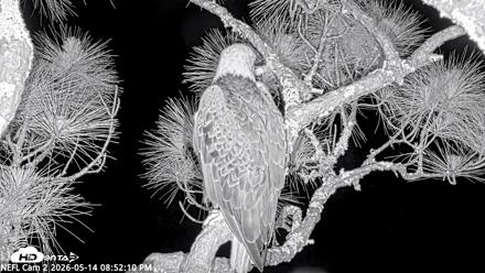 NE Florida Eagles Live Webcam - May 14, 2026, 8:53pm EDT