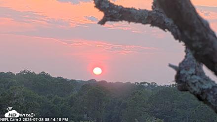 NE Florida Eagles Live Webcam - Jul 28, 2026, 8:15pm EDT