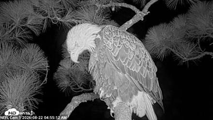 NE Florida Eagles Live Webcam - Aug 22, 2026, 4:56am EDT